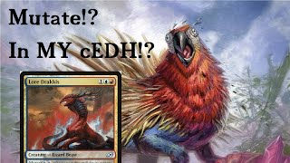 Mutate Combo Dockside Extortionist and Lore DrakkisVadrok for Infinite Mana Comboluted cEDH [upl. by Ecnerrat]