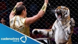 Tigre ataca a domador de un circo  Tigre ataca a su domador directo al cuello [upl. by Yxel]