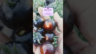 PURPLE TOMATOS PLANT garden gardening FELIENESTAL [upl. by Lombard]