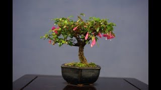 Fuchsia Magellanica  Fuchsia Height Bonsai 3 [upl. by Nagek644]