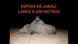 🐗 ESPERA DE JABALI LANCE A 200 METROS🐗 [upl. by Tarazi]