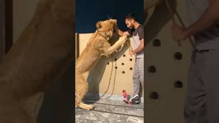 Episode 664 Simba attack on my hand 🤚🥺🦁 [upl. by Atiek]