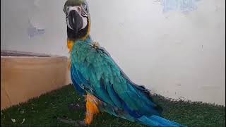 Blue and gold mucao beautiful parrot [upl. by Stodder]