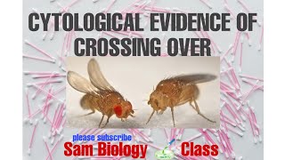 CYTOLOGICAL EVIDENCE OF CROSSING OVEREXPERIMENT BY CSTERN IN DROSOPHILA SAM BIOLOGY CLASS [upl. by Niram]