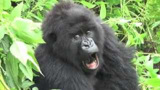 Gorilla Trekking  Susa Group  Made famous by Dianne Fossey in Gorillas in the mist [upl. by Coe]