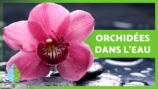 CULTIVER DES ORCHIDÉES dans lEAU 🌸 Soins Engrais et Reproduction des Orchidées dans leau [upl. by Kcirdla396]