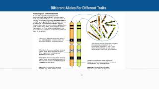 22 Different Alleles For Different Traits [upl. by Mraz]