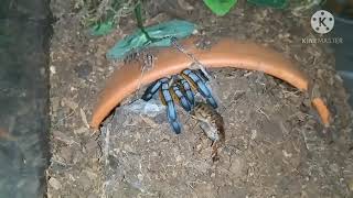 Pterinochilus murinus DCF escapes during feeding [upl. by Jenelle]