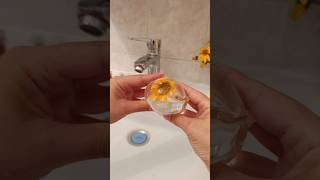 Heliopsis in a water balloon Do you have this flower growing diy satisfying foryou nanotape [upl. by Latvina]