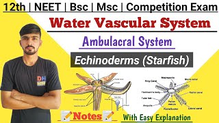 Water Vascular System In Hindi  Echinoderms Starfish  Ambulacral System  By Dadhich Sir [upl. by Terzas]