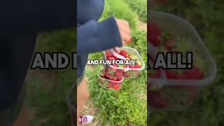 What to do in Denmark during summer Try Picking organic Strawberries visitdenmark [upl. by Onitnerolf812]