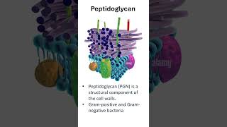 Peptidoglycan In Gram Positive amp Gram Negative Bacteria [upl. by Biagio332]