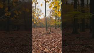 Mindful Walk in Autumn Woods forestwalk [upl. by Rediah]