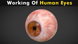 Working Of Human Eyes  Structure And Function Of Human Eyes UrduHindi [upl. by Atirat]