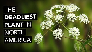 Water Hemlock — The Deadliest Plant In North America [upl. by Coltson]