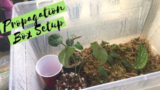 Propagation Box Set Up  How I Root amp Rehab Plants [upl. by Htebirol]