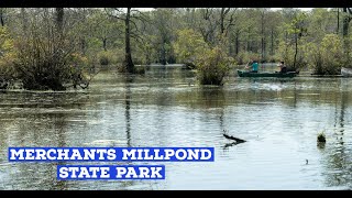 Guide to Merchants Millpond State Park  Beautiful pond and wetlands [upl. by Jaqitsch]