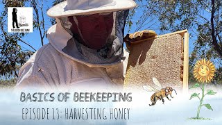 How to Harvest Honey from a Beehive Knowing when honey is ripe  The Bush Bee Man [upl. by Ahsaelat]