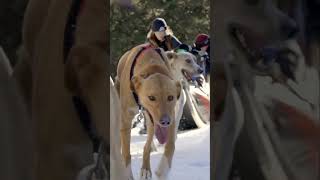 Sled Dog Rides at Mt Bachelor in Bend OR  Secrets of Sunriver  Bennington Properties social [upl. by Nyloj]