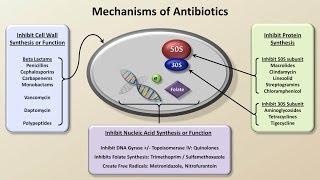 Mechanisms and Classification of Antibiotics Antibiotics  Lecture 3 [upl. by Rodrick141]