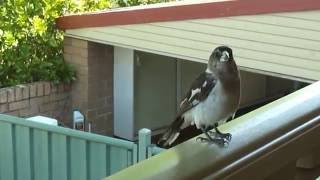 Butcher Bird Singing for 6 minsMP4 [upl. by Enautna]