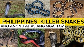 Most dangerous snakes in the Philippines  venomous snakes  PH RED TV [upl. by Vadim290]