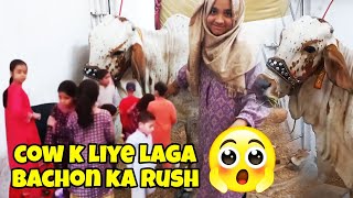 aj Soni boht khush hogai  EidulAdha Special I Cow I Khubsurat Janwar [upl. by Akcirahs780]