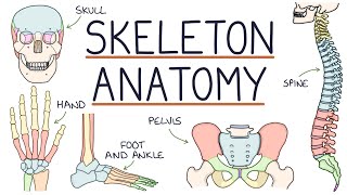 Anatomy of the Skeleton [upl. by Dallman]