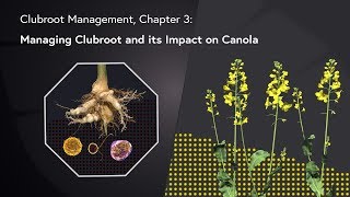 Clubroot Management Chapter 3  Managing Clubroot and its Impact on Canola [upl. by Yebba]