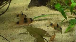 AfricanCichlidsnet Corydoras weitzmani [upl. by Naitirb788]