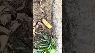 How beetle larvae burrow into the ground [upl. by Tound81]