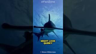 Hammerhead Shark Nature’s Strangest Animal shorts [upl. by Troth569]