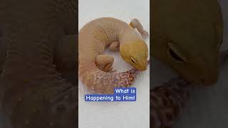 😱😳What Is On My Gecko Is He Ok leopardgecko shedding gecko reptile petgecko funpet sun [upl. by Eldrid]