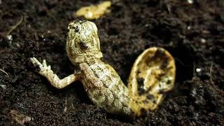 Baby Bearded Dragon Hatching [upl. by Lacie]