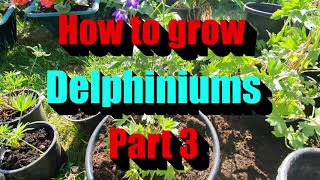 How to prune your delphiniums to get double the flowers every time part 3 [upl. by Meletius]