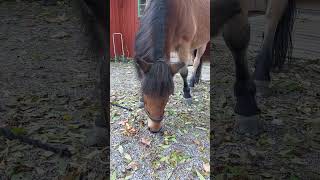 The Gotland pony Seff is eating a carrot [upl. by Opal]