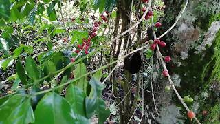 Coffee Tree Arabica and Robusta [upl. by Eve]