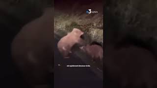 Un ours attaque un sanglier dans les Pyrénées [upl. by Kostival]