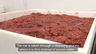 Lumpfish roe by Royal Greenland  fishery and processing [upl. by Nwahsid]