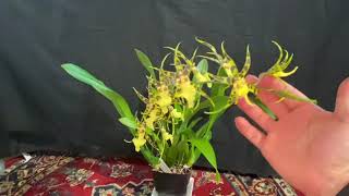 Orchid Spotlight and care tips Aliceara Pacific Nova ‘Okika’ [upl. by Eanehs]