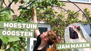 Moestuin in een rijtjeshuis  oogsten  jam maken ZONDER pitjes [upl. by Aicissej]