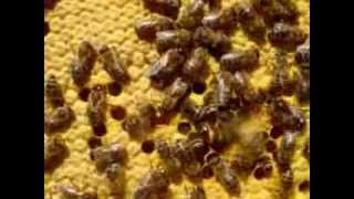 Varroa Resistant Bees [upl. by Hedi408]