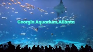 Georgia Aquarium  Atlanta one of world’s largest aquarium [upl. by Fuld]