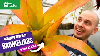 Growing tropical Bromeliads in cold weather  Tips amp plant tour [upl. by Eelsha]