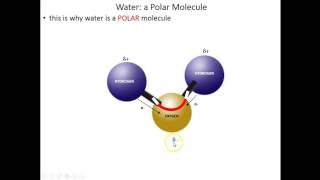 Lecture 1A Water Polarity [upl. by Ihel]