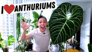 My Anthurium Collection 💚 Regale Metallicum Warocqueanum Veitchii Magnificum Crystallinum [upl. by Debo]