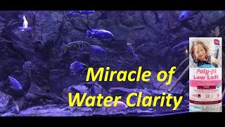 Miracle Water Clarity with Polyfil [upl. by Luebke]