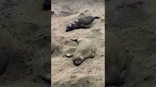 seals TRY to burry themselves in sand seal sealy sealpup cuteseal funnyseal adorableseal [upl. by Ly]