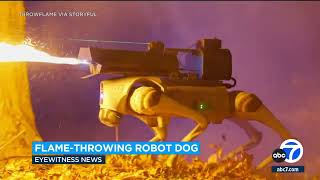 Company in Ohio is selling robot dogs with a flamethrower attached [upl. by Leif]