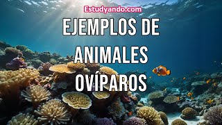 Ejemplos de animales ovíparos [upl. by Ynafit]